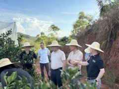 骄阳深切田间地头